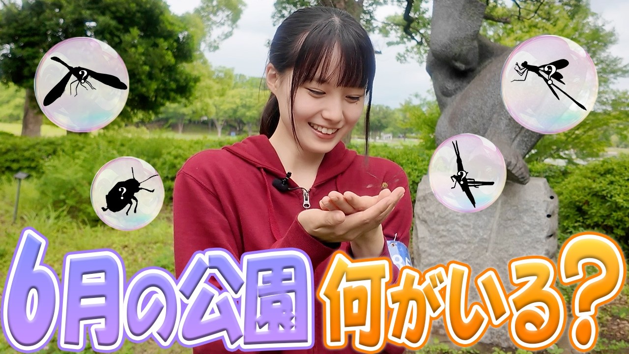毎月同じ公園で虫調査！くもりの日に虫を探した結果…