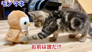 子猫が言葉をマネするぬいぐるみで遊ぶとこうなりますｗ