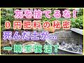 【驚異の成長力】まだ灰を捨ててるの?0円で高級肥料を作る「庭の宝物」活用術|今すぐゴミ箱から救い出さないと損をします!