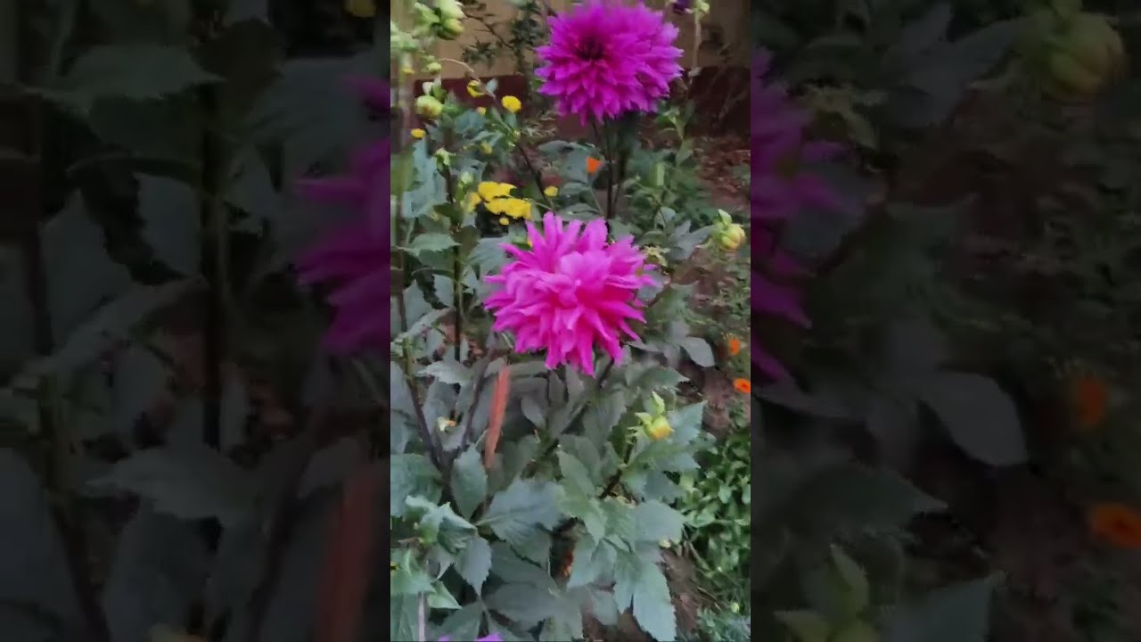 শুভ সন্ধা বন্ধুরা#ভিডিওটি_ভালো_লাগলে_অবশ্যই_চ্যানেলটি_সাবস্ক্রাইব_করবেন_