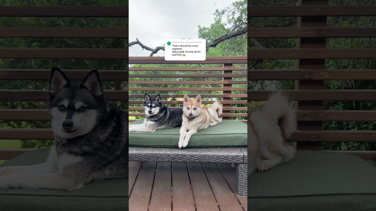 Welcome to Life With Copper / Welcome to Life With Skye! ❤️👏