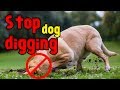 How to Stop your Dog From Digging up unnecessary Holes in Yard