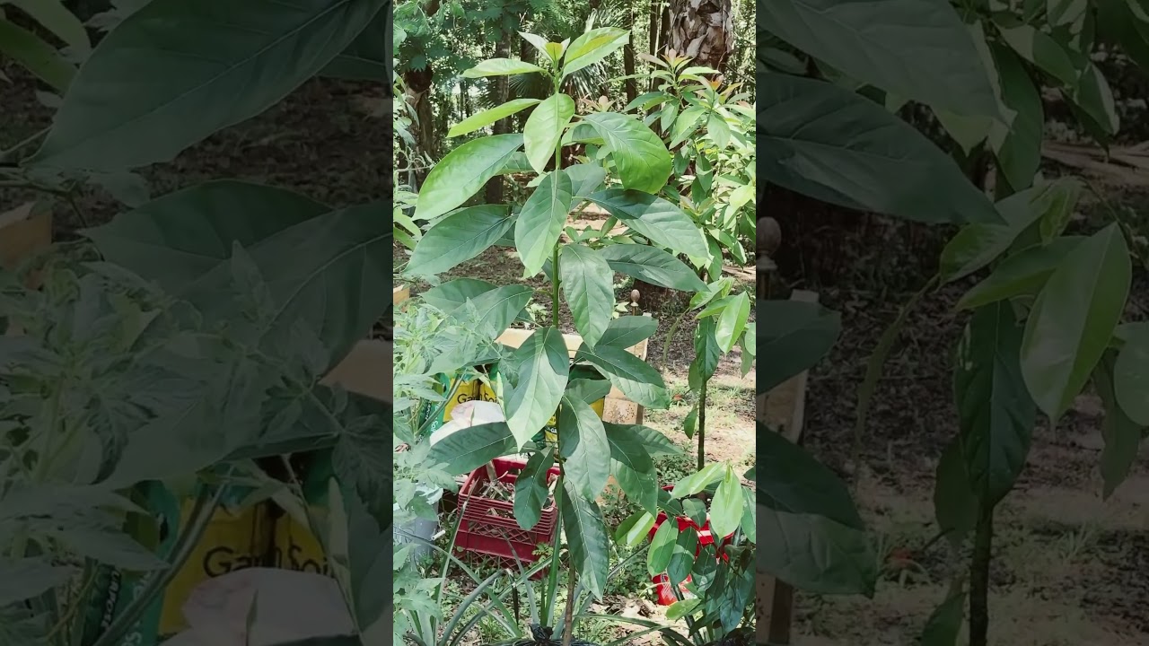 Avocado Trees Love This New Spot