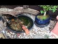 Diy micro wildlife pond  day 2