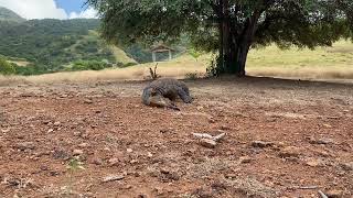 Hungry Komodo Dragon Attacks a Goat 😱 | Rare Wildlife Moment 