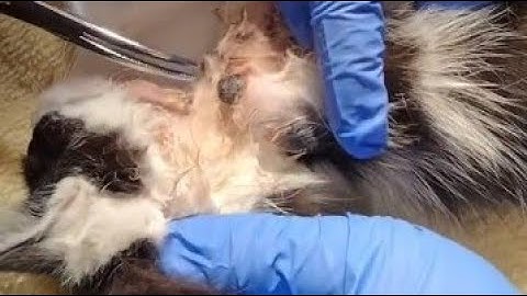 Removing Botfly From A Kitten