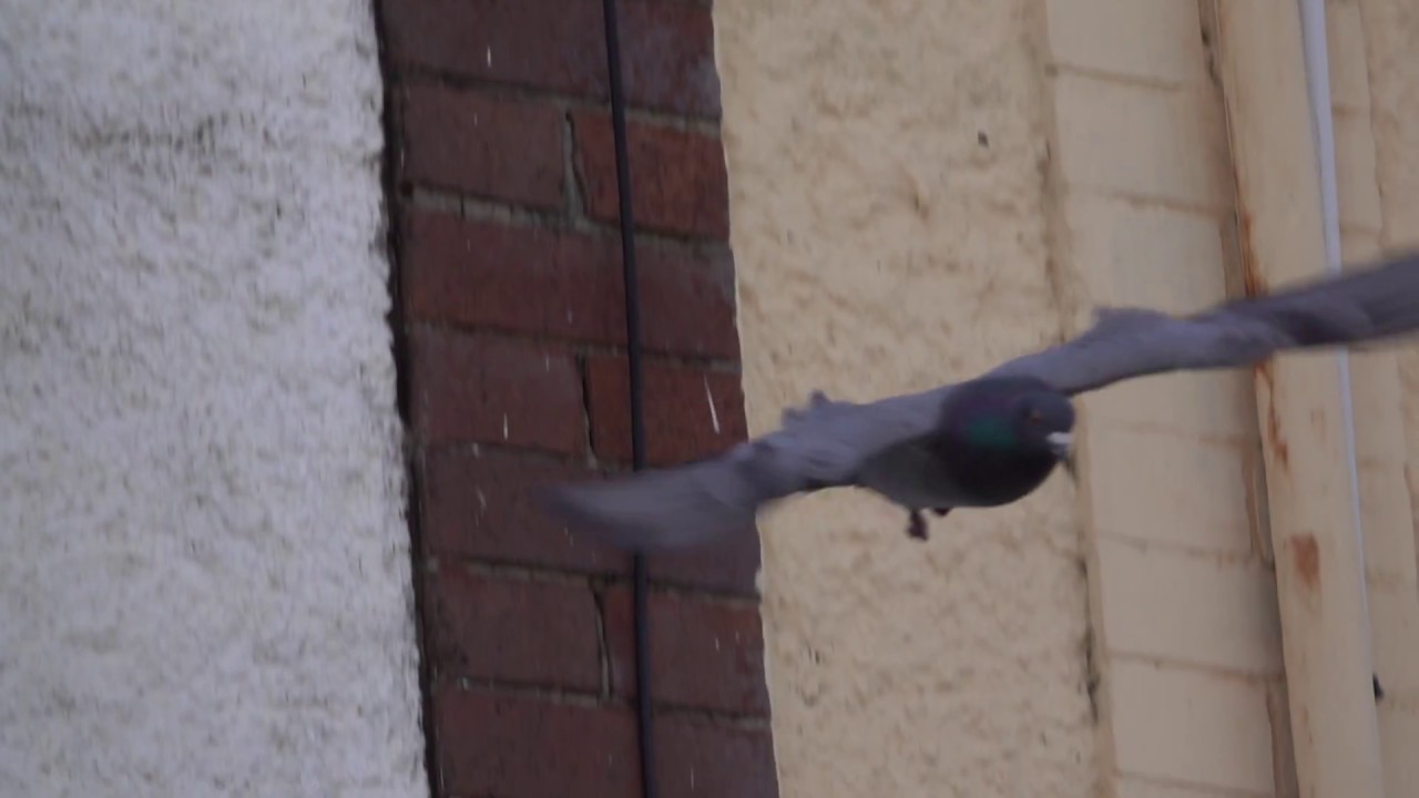 Sony DSC RX10 M3 slow motion (High Frame Rate) pigeon flight YouTube