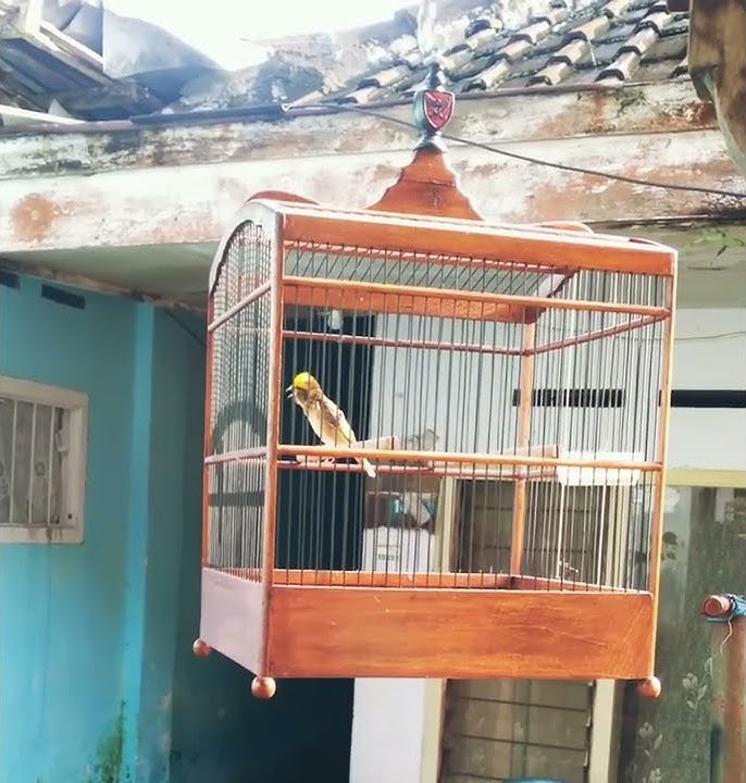 Burung manyar gacor Cocok buat masteran dan pancing burung lain emosi