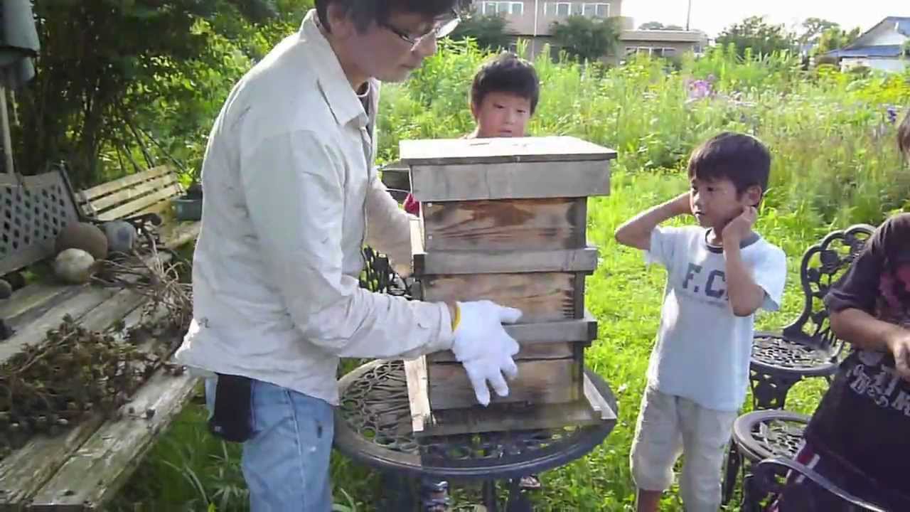 ニホンミツバチ逃避後巣箱の観察＆初採蜜Harvesting the honey - YouTube