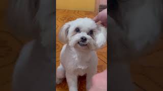 Cutie little one. #love #dog #youtube #ytshorts