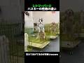 レトリーバーとハスキーの性格の違い