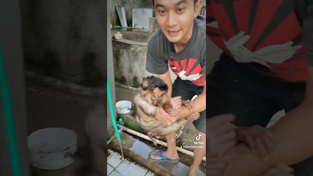 🐒yuk kita mandikan si Onyit dulu 🐒 