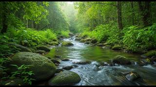 Tranquil River Flow with Soothing Nature Sounds for Better Sleep and Stress Reduction