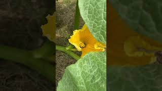 Pruning tips of pumpkin vines for fruit growth #gardening #raisedbedgardening