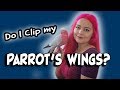 Do I Clip My Birds’ Wings? | How to Trim Flight Feathers