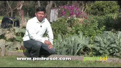 Non-chemical pest control - Cabbage White Butterfly - Padresol.com