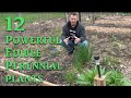 Powerful Plants - Edible Perennial  Garden Tour