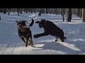 Black Cougar Vs Rottweiler