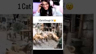 Dogs vs Cats 🐶🐱 | Power Singam Rule | Funny Animal Fight Shorts