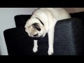 Pug after party