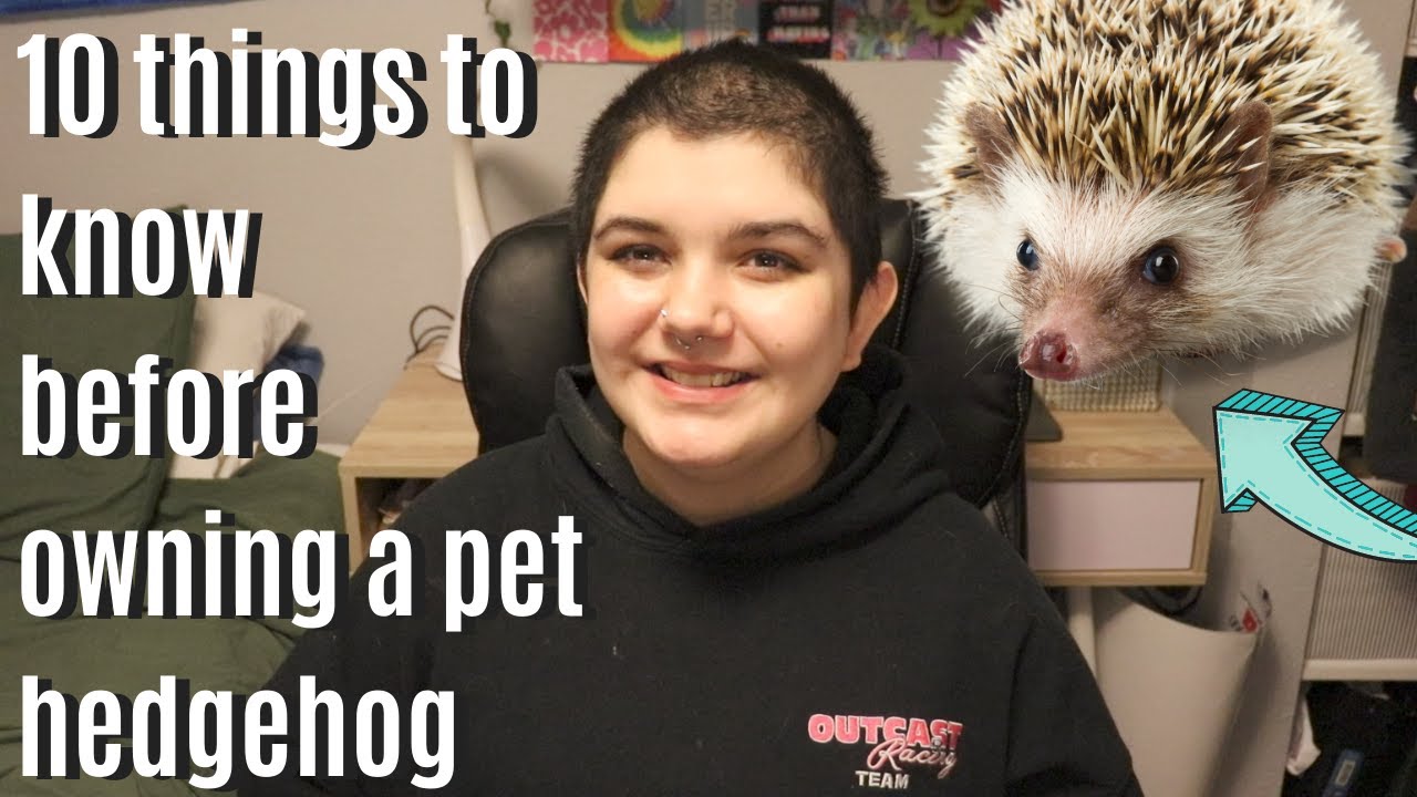 10 THINGS TO KNOW BEFORE GETTING A PET HEDGEHOG