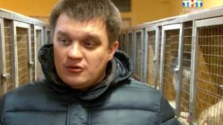 В Саратове начали массово стерилизовать бездомных собак В Саратове начали массово стерилизовать бездомных собак