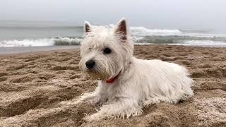 Westie playing at the beach in Winter  First day of 2021