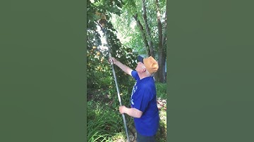 Picking apricots. Summer 2025 My Garden