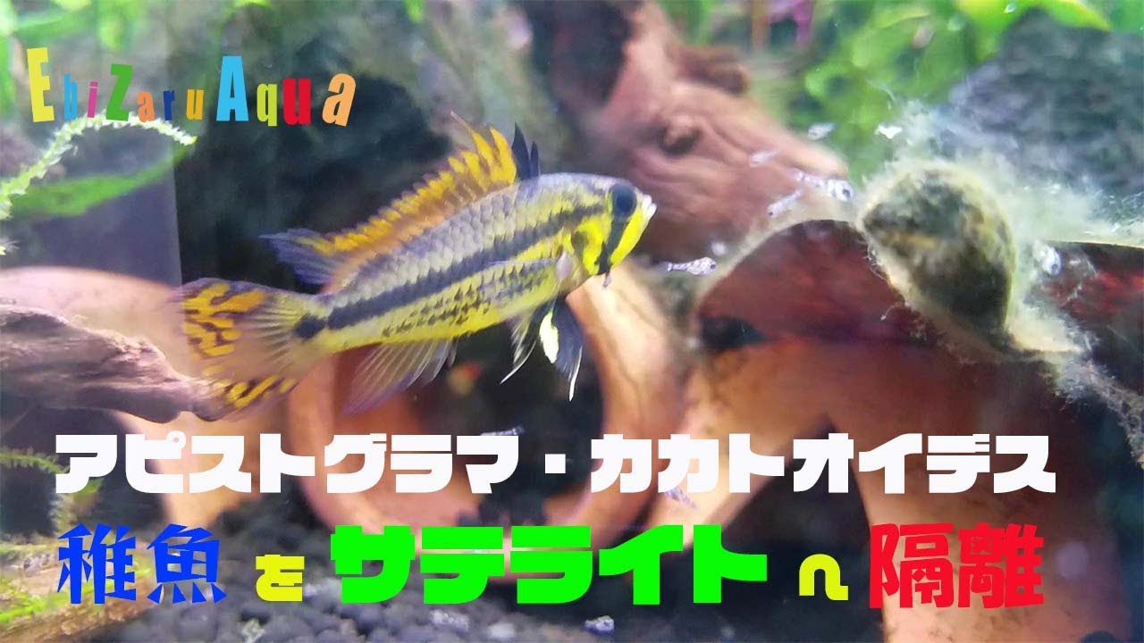 アピストグラマ稚魚たちをサテライトへ隔離 - YouTube