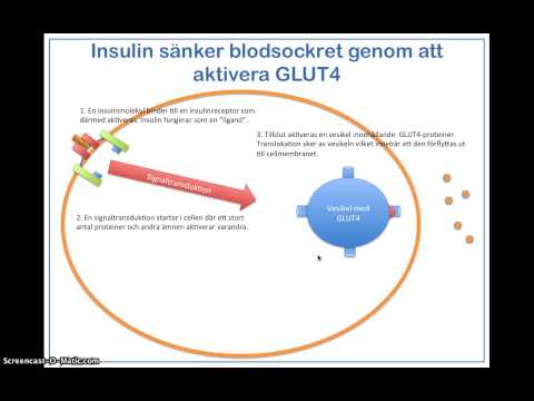 Video: Insulin Och Glukagon: Hur Fungerar De?