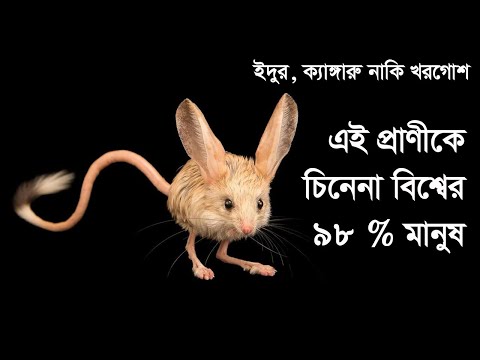 ভিডিও: জারবোয়া কীভাবে থাকে এবং কী খায়