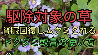 駆除される雑草チガヤは食べられる野草です。ドクダミ軟膏の流行りのアレに効果的な使い方。シルク冷え取り靴下があったかい。