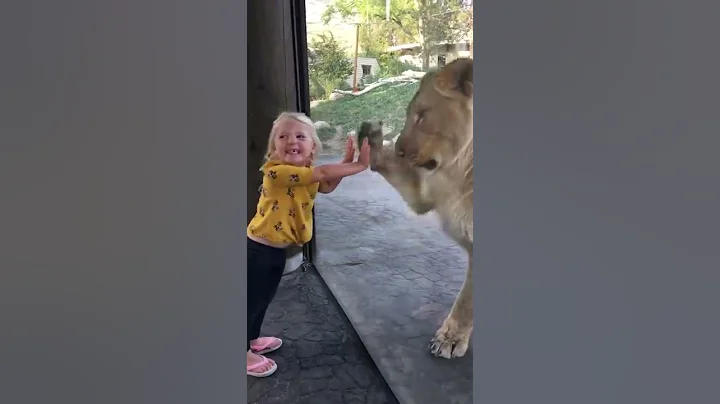 Mother lion plays paddy-cake with 3 year old girl! - DayDayNews