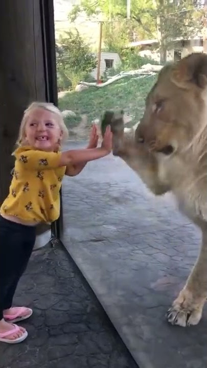 Mother lion plays paddy-cake with 3 year old girl!