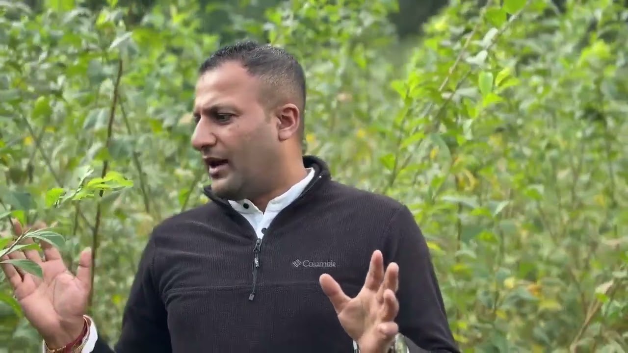 Plum k podhon k lie sapark kare, sari variety available hai, call on 9816687965