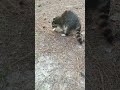 Raccoons love chips wildlife nature raccoons cool cute funny react random reaction