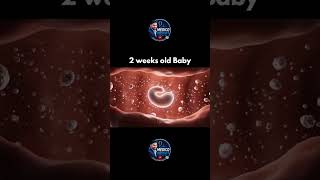 Weeks Old Baby Development 👶 | Newborn Growth, Feeding & Milestones Explained