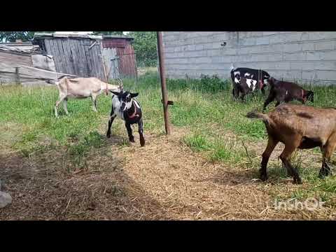 Wideo: Jak Hodować Kozę