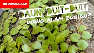 Pokok Duit Duit Wang Alam Bunian Youtube