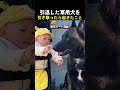 引退した軍用犬を引き取ったら起きたこと