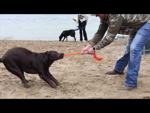 Video: SuperZoo 2016 Den 2: Tiché tlapky