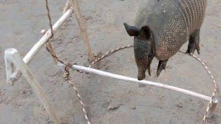 Armadilha de sobrevivência (trilha) para pegar tatu paca capivara e veado.