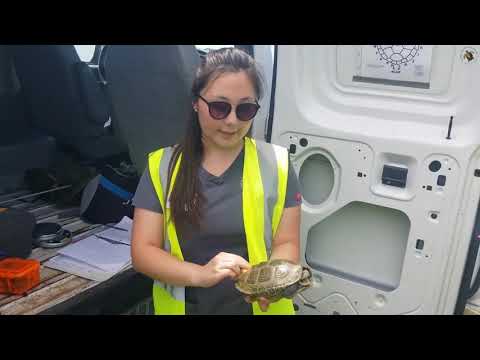 Scute's School: Diamondback Terrapin Research