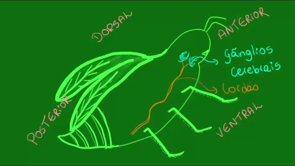Sistema nervoso dos Artrópodes - Zoologia - Biologia - YouTube