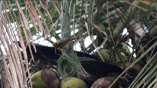 Sparrow  bird building nest in coconut tree in agriculture field