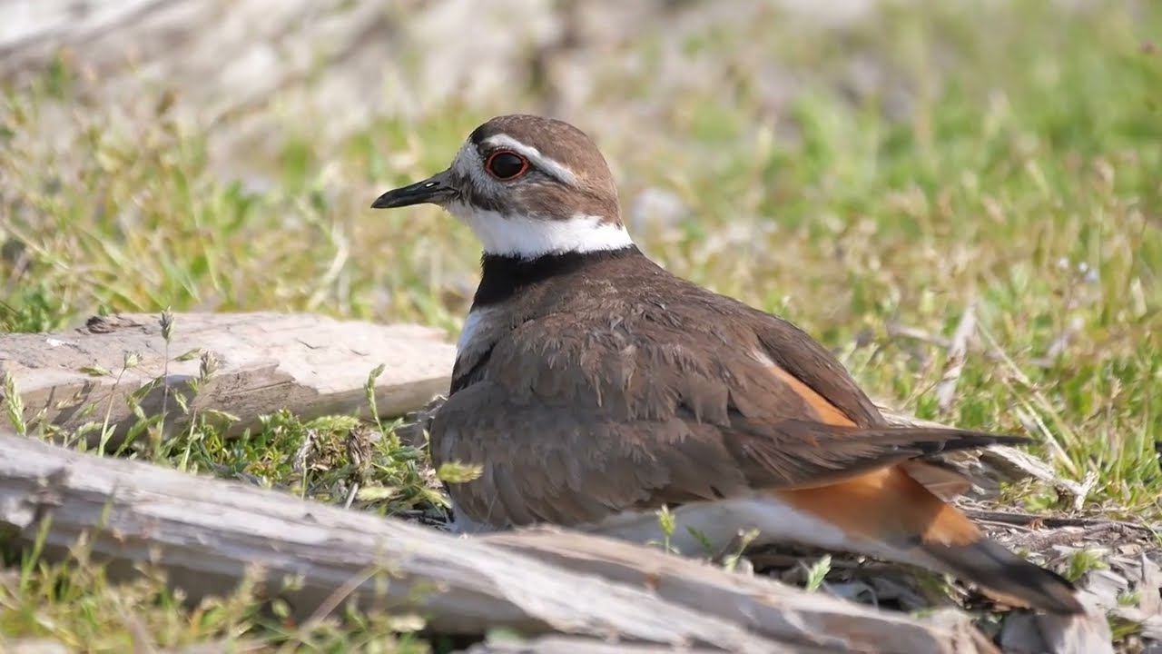 Killdeer (Charadrius vociferus) on nest - Shiawassee (USA Michigan) 17-5-2023