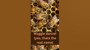 Thumbnail of Honeybee Waggle Dance!