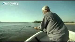 River Monsters - Stingray