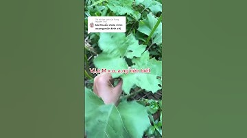 Công dụng cây tía tô #shorts #thanhdongvlog