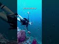Why Indonesia has the best scuba diving spots in the world 💙 | scuba diving adventure #divng